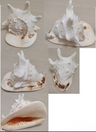 四大名螺 珍藏品