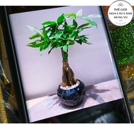 Honeysuckle tree with 4 twisted roots (real photo no. 2).
