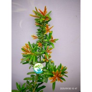 金雀舌罗汉罗汉松Gold Macrophyllus Podocarpus Bonsai plant