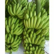 Bibit Bonggol Pisang Ambon Kuning | Bibit Pisang Ambon