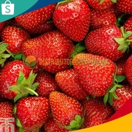 Bibit Strawberry California Jumbo