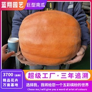 Flower Seed Toy Pumpkin Seed Giant Pumpkin Giant Pumpkin Seed