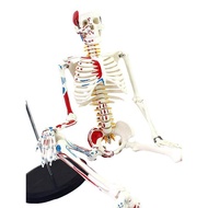 ENOVO ENOVO Medical 85CM Human Skeleton Model Neurosis Start Stop Point Skeleton Yoga Teaching Spine