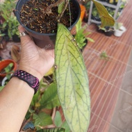 TANAMAN HOYA SP TANGGAMUS