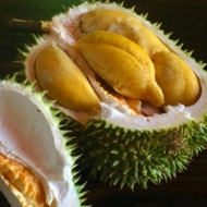 ANAK POKOK DURIAN TEKKA/MUSANG QUEEN/GREEN BAMBOO (D160 ) HYBRID