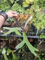 (退坑價) P. Veitchii Compact 立葉緊致版 鹿角蕨