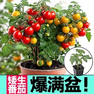现货矮生盆栽番茄种子草莓蔬菜种孑苗樱桃小西红柿圣女果四季春阳台籽Dwarf Potted Tomato Seeds Strawberry Vegetable Seeds20260326