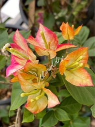 Hybrid Bougainvillea Cuttings (not yet rooted)