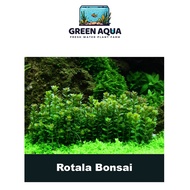 Rotala indica Bonsai Aquascape Plant Aquarium