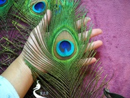 Natural Peacock Feathers Decorative Large Eye Wide 5cm Approximately Peacock Plumes Selected Fresh o