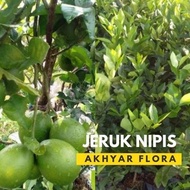 fresh Bibit Jeruk Nipis Pohon Jeruk Nipis Tanaman Jeruk Nipis murah