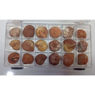 ~~ star~Flame Ammonite (Indonesian Ammonite) 150~Ammonite Fossil~Washed~Random Shipment~