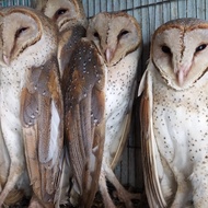 Burung Hantu Tyto Alba/Barn Owl/Serak Jawa ~Ori