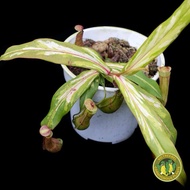 N. gracilis (variegated) | Pitcher Plant | Nepenthes | Carnivorous Plant | Monkey Cups | Cutting