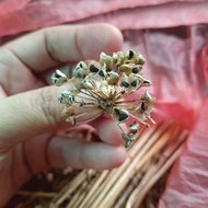 250 biji benih kucai daun lebar/kucai komersial