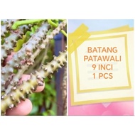 AKAR PATAWALI / SERUNTUN / BAKAWALI 23cm/ 9 INCHI  ( IKTIAR  PUTUS SUSU )