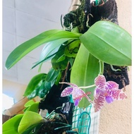 [ 7.Species + Fragrant ] Phalaenopsis hieroglyphica Orchid(remaja)