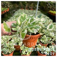 H2O - Money Plant / Pothos / Njoy 白金葛 / Variegated 绿箩 / Marble Queen 大理石女王绿萝 / Neon 黄金绿萝