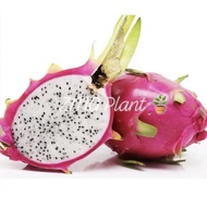 Anak pokok Buah naga Putih / White dragon fruit tree