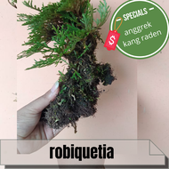 bonsai hidup asli Selaginella Tamariscina mini sudah jadi pohon