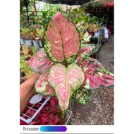 *SUPER RARE* AGLAONEMA TRICOLOR ANYAMANEE (IMPORT)