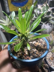 安博棒槌樹苗