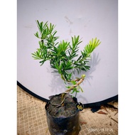 造型黄金钻罗汉松(NO.96)Gold Diamond podocarpus Bonsai plant