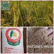 Variety Binhi Ng Palay/ Rice Seeds For Planting *New Harvest