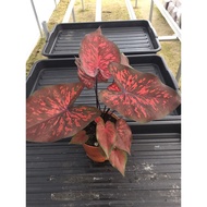 caladium_red_ruby_thailand