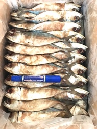 ปลาทูมัน ปลาทูเค็มน้อย ถูกที่สุด 500 กรัม