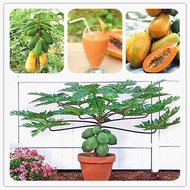 Singapore Ready Stock 10 pcs Seeds/bag Maradol Papaya Seeds Bonsai Fruit Tree Seeds Potted Seeds Veg