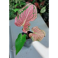 caladium Thai beauty live plant