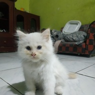 kucing Persia x Himalaya red point 