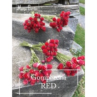 Red Gomphrena Flower Seeds - 100 seed *Pot Friendly* Tanam Pasu, Benih Bunga Butang Merah, 千日红花种子 - Mango Garden