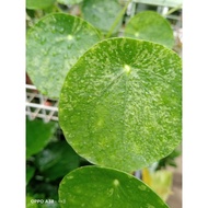 Variegated Pilea Peperomioides "  Chinese Money Plant  "