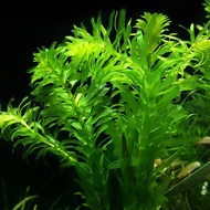 Egeria Densa 蜈蚣草-submerged/aquatic plant/Tumbuhan Akuatik