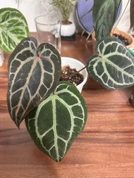 紅水晶花燭