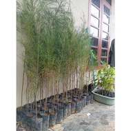 Pokok Rhu Pantai Casuarina spp