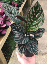 Tanaman Hias Calathea Ornata / Tanaman Hias Calathea Hidup / Calathea Black Pink