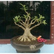 QUALITY tanaman hias adenium bonggol besar bahan bonsai cabang seribu