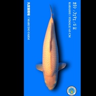 Ikan Koi Import - Karashi 65Bu - Marudo - Sq Bulky - Jinak Original
