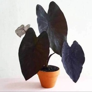 Colocasia Black Magic