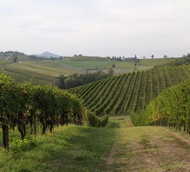 Cella Monte: Customizable Wine Tasting Experience