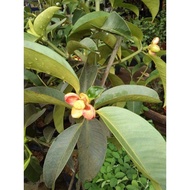 Anak Pokok Mesta /  Anak Pokok Manggis / Hybrid / mangosteen