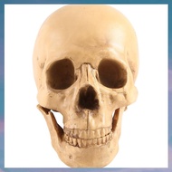 (XCTS) Model 1: 1 Resin Human Skull Anatomical Teaching Decoration Yellow