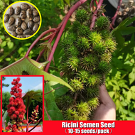 100% Original 10-15pcs/Bag Two Colors Ricini Semen Seeds for Planting Extractable Oil Eyelashes Cast