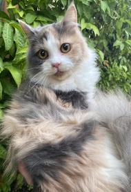 Kucing Anggora - Kucing Persia Gratisongkir