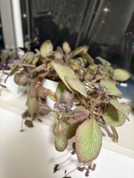 Episcia 喜蔭花 植物