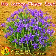 100% Original Iris Lactea Flower Seeds for Sale (Fresh 50pcs Seeds) 马兰种子 Benih Pokok Bunga Blue Iris
