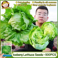 100% Original Fresh Iceberg Lettuce Seeds for Planting Vegetables Plants Super Ball Variety Crisphea